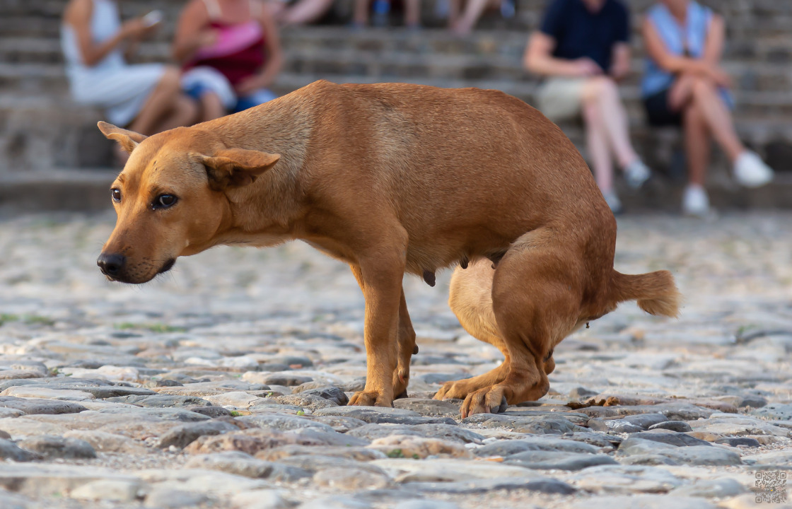 Read more about the article Durchfall beim Hund – Was tun? Ursachen und Tipps