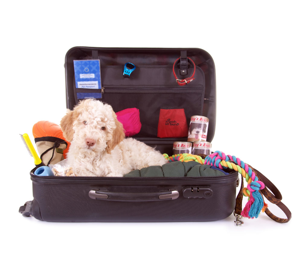 Checkliste mit Hund verreisen, weißer Lagotto im Koffer,