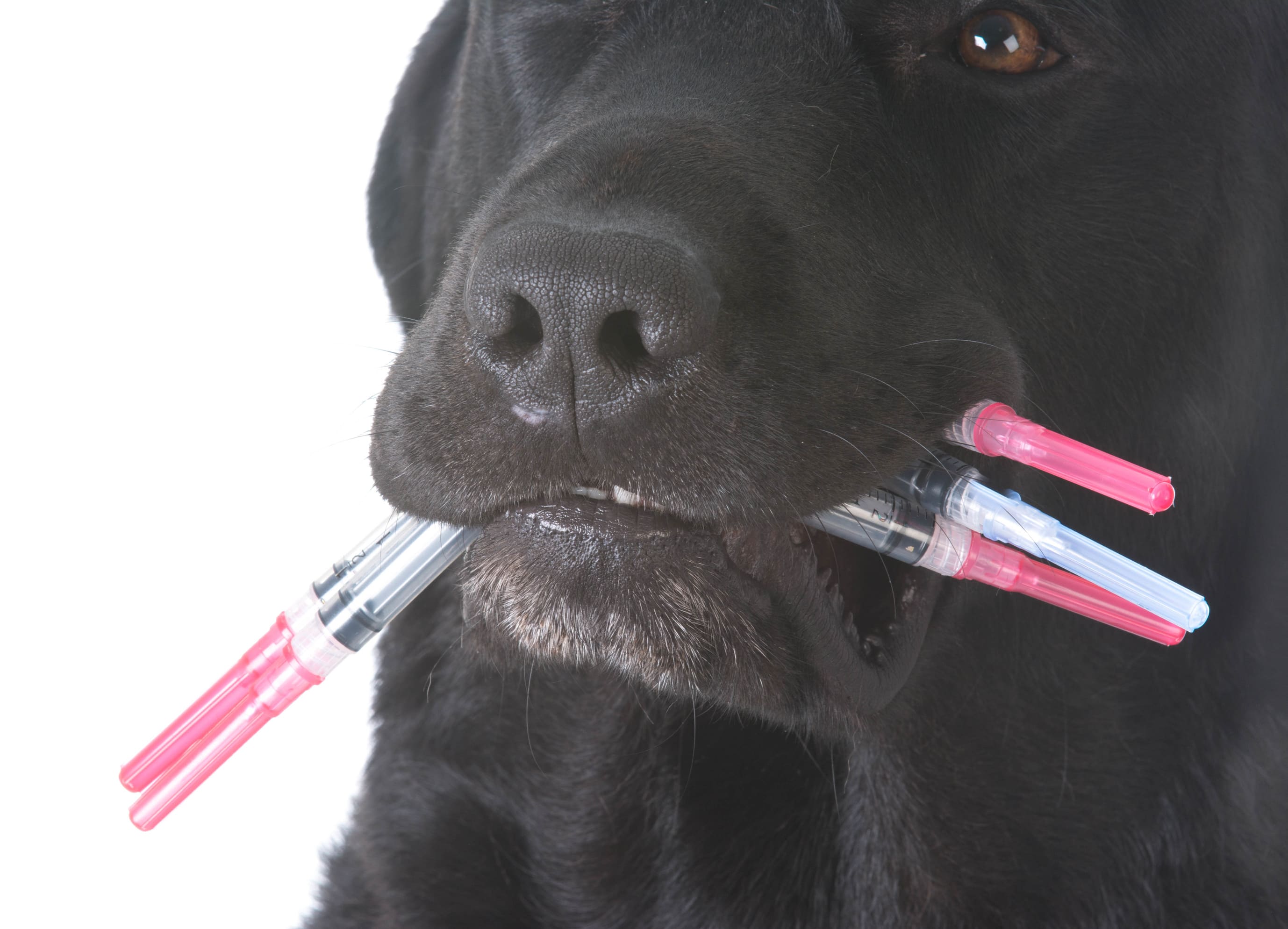 Impfung beim Hund, schwarzer Labrador