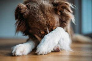 Read more about the article Stress bei Hunden: Wie er ausgelöst, erkannt und behandelt wird
