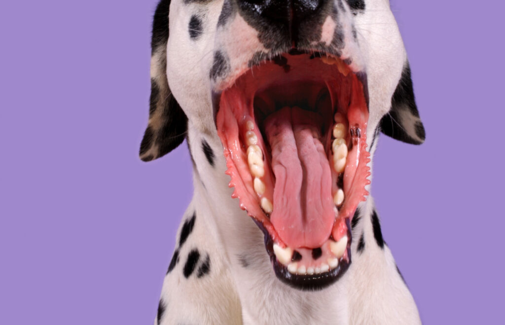 Zahnstein und Mundgeruch bei Hunden