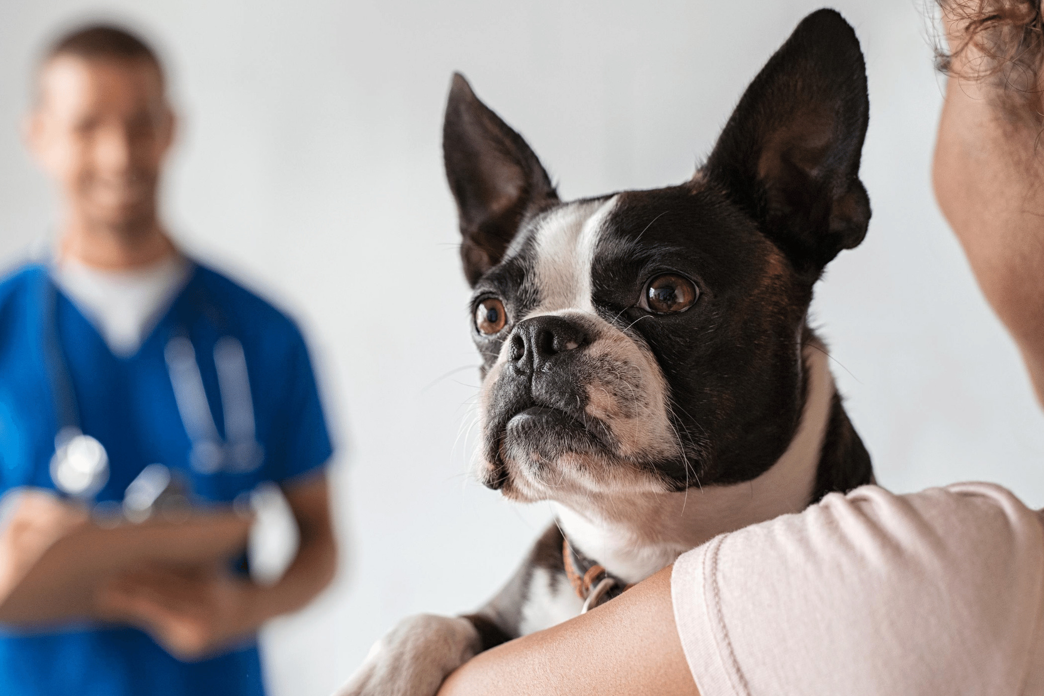 Read more about the article Niereninsuffizienz beim Hund erkennen