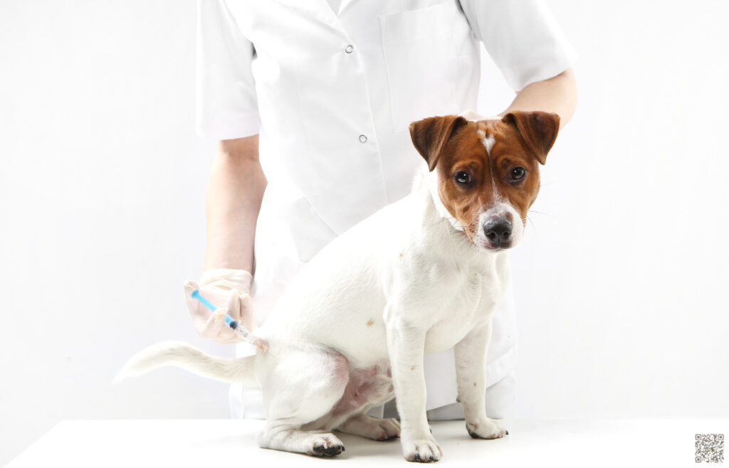 Clostridien beim Hund: Symptome, Behandlung, Ernährung
