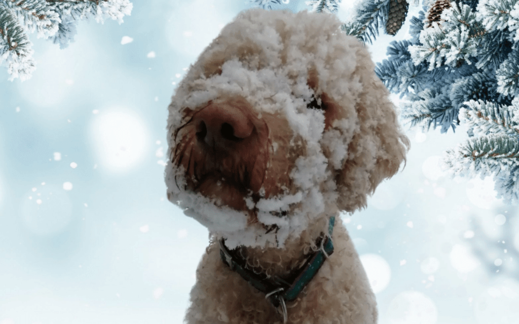 Hund im Winter – 11 Tipps