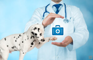 Read more about the article Hundekrankenversicherung. Wie sinnvoll ist das für meinen Hund?
