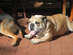 Barfen Hund