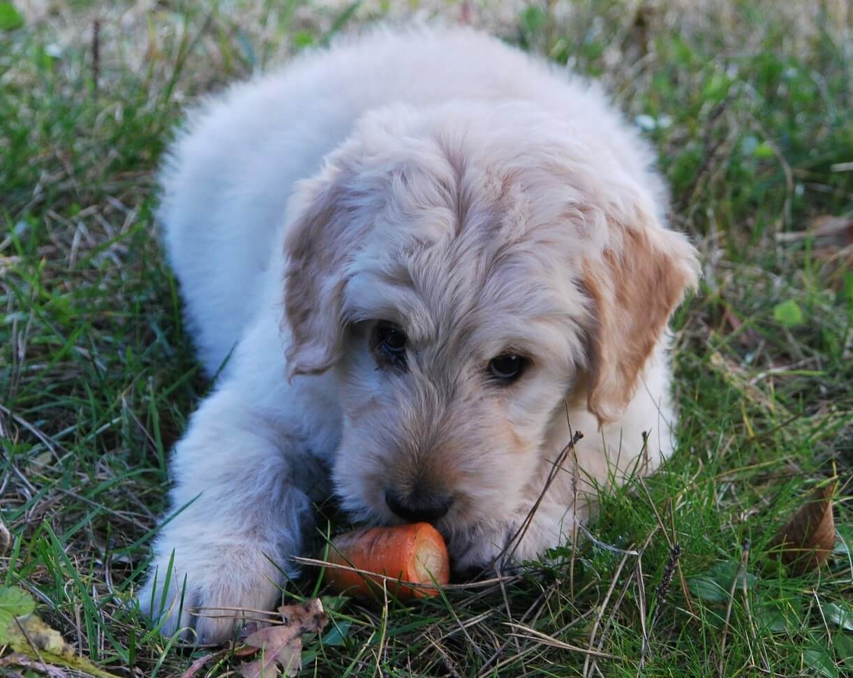 Hundewelpe