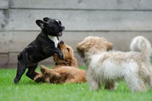 Getreidefreies Hundefutter spielende Hundewelpen