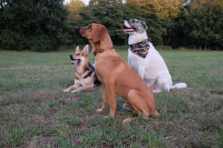 drei Hunde, verschiedene Rassen Schäferhund, Mischling, Ridgeback