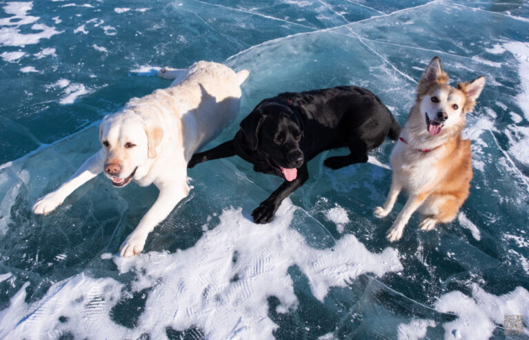 Rettung bei Eisunfall Hunde
