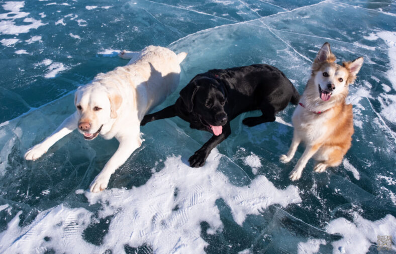 Rettung bei Eisunfall Hunde