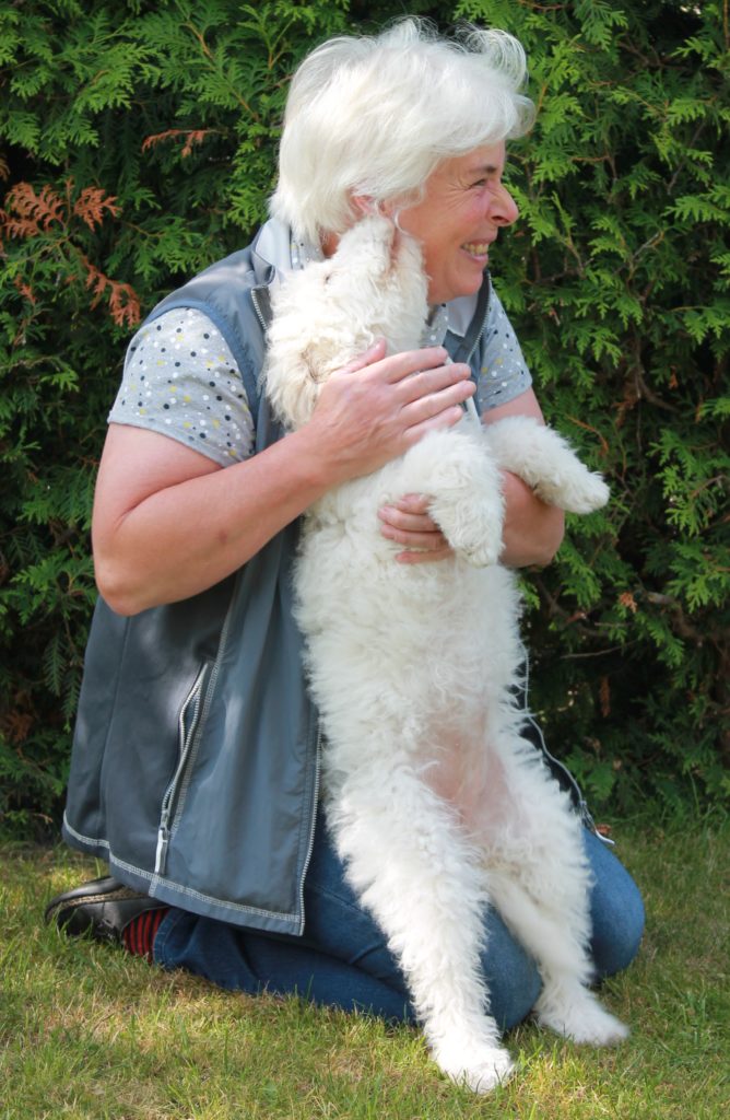 Lagotto Welpe