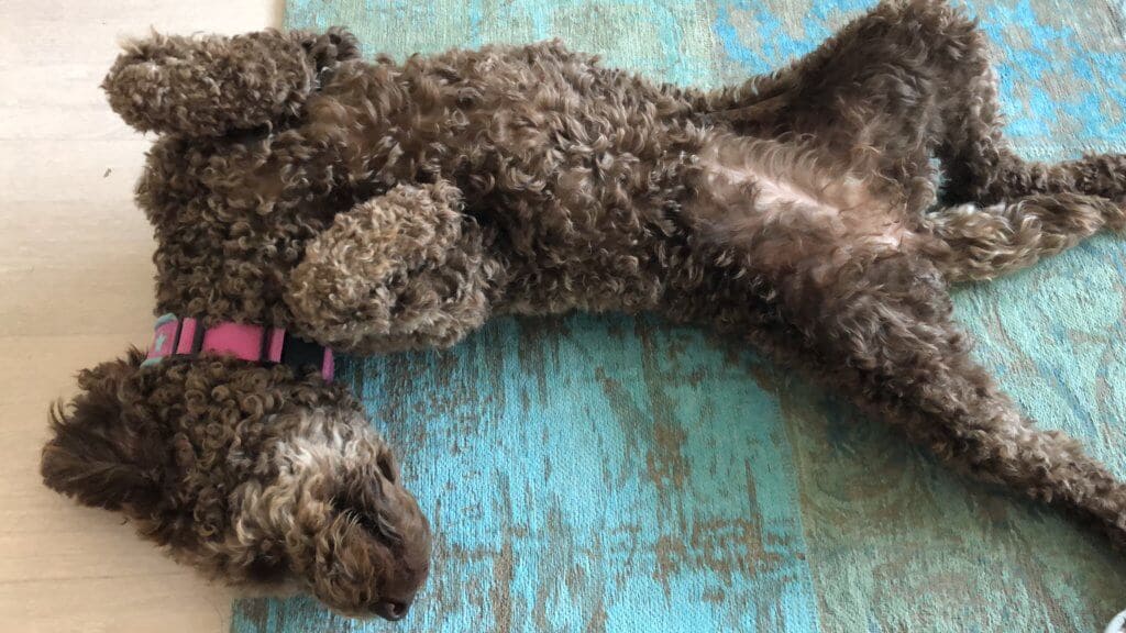 Italienischer Wasserhund