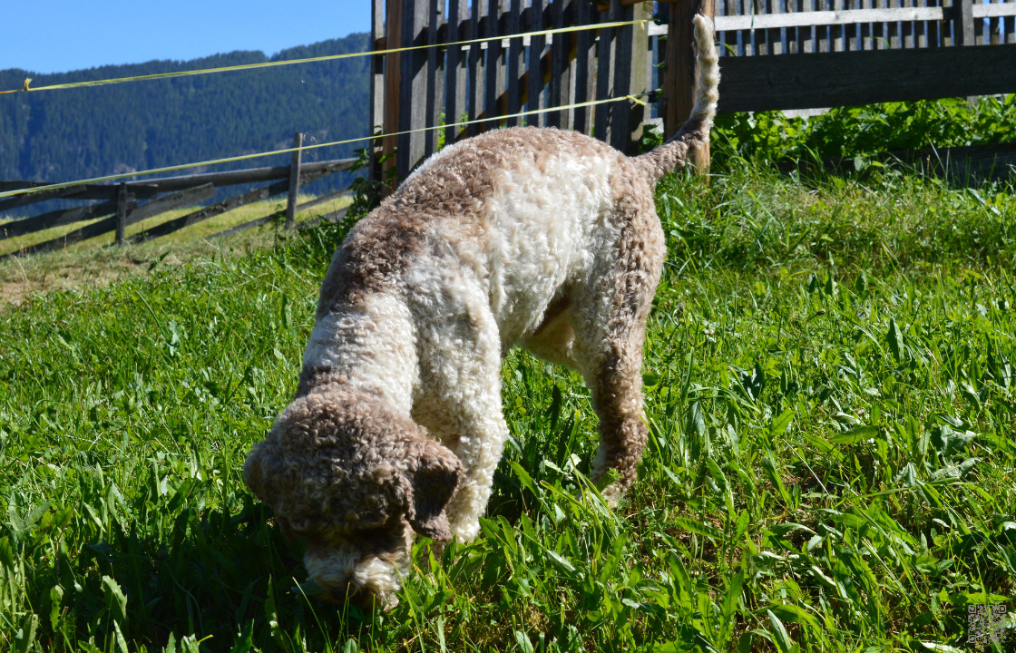 You are currently viewing Lagotto Romagnolo – italienische Wasserhunde – Trüffelhunde