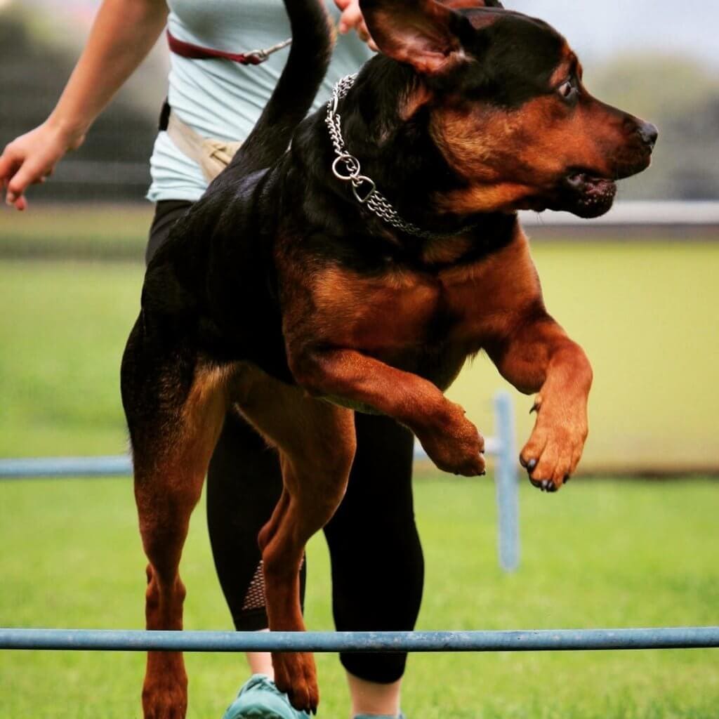 Arthrose beim Hund erkennen