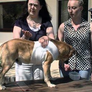 Erste-Hilfe-Hund Video