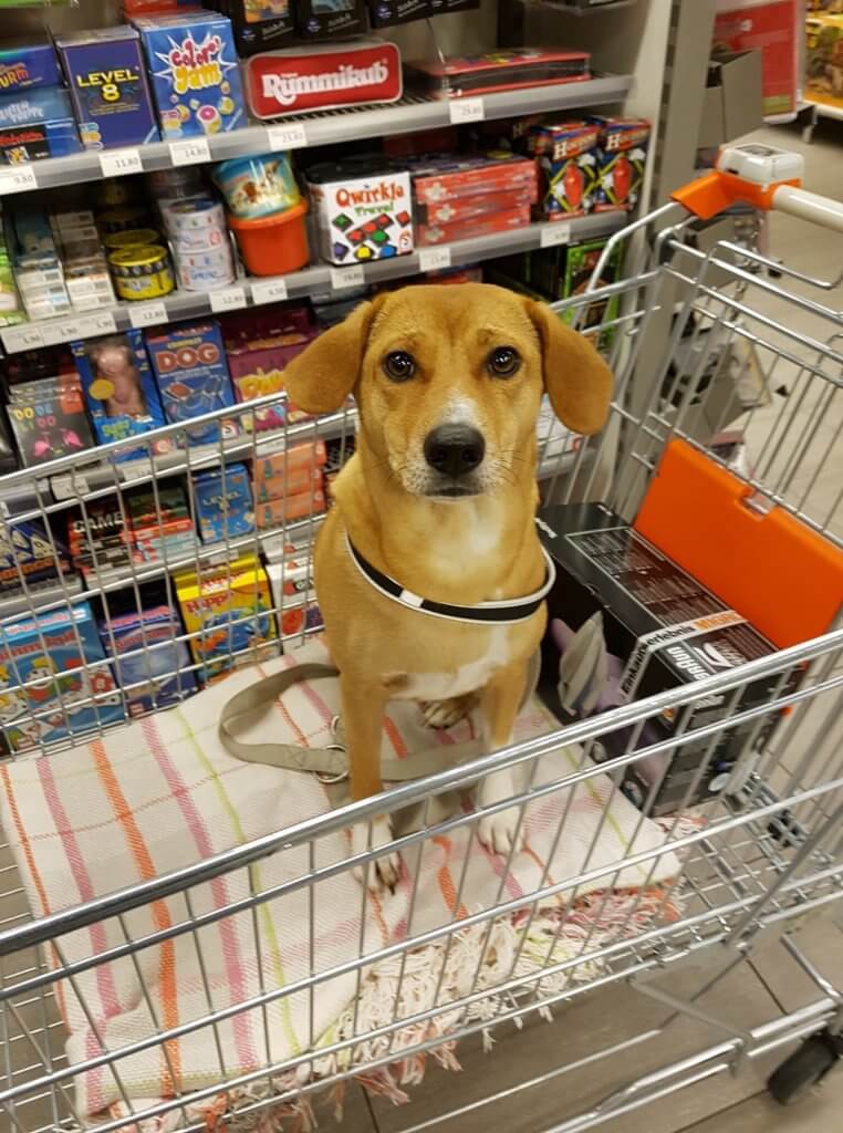 Hund im Laden