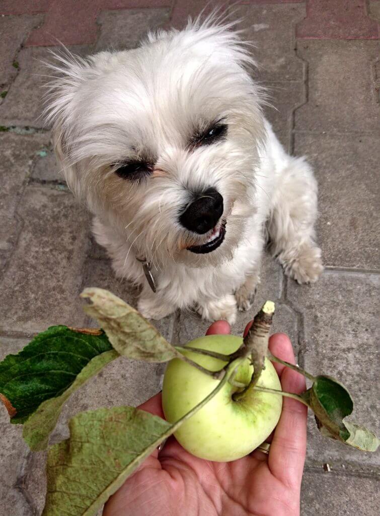 Hunud mit Apfel