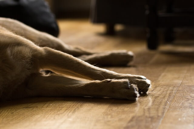 Du betrachtest gerade Darmflora beim Hund aufbauen: Wann es sinnvoll ist und wie du vorgehst