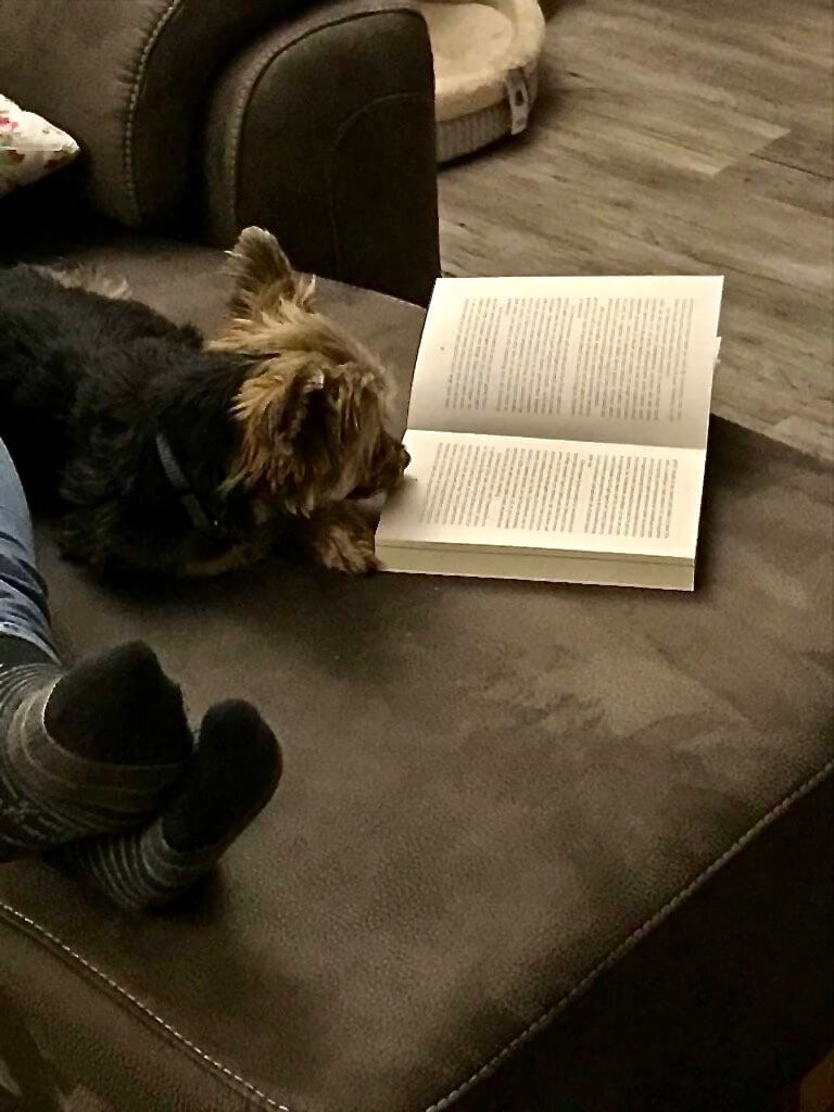 Viermal Hundefutter nass
