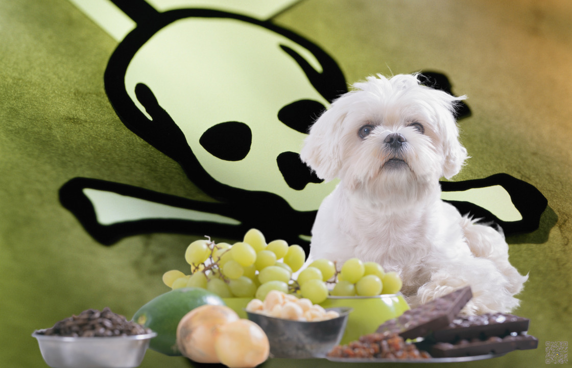 You are currently viewing Vergiftung und gefährliche Lebensmittel beim Hund