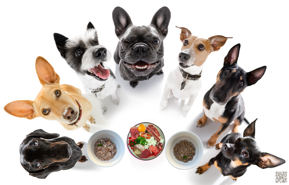 Read more about the article Das richtige Hundefutter finden