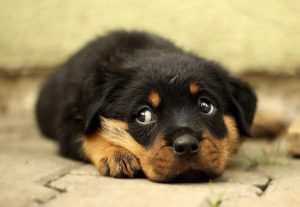 Mehr über den Artikel erfahren Futtermittelunverträglichkeit beim Hund: Allergie, Intoleranz oder doch was anderes?