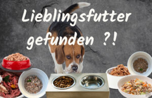 Read more about the article Individuelle Ernährungsberatung für deinen Hund