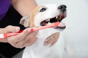 Zahnstein beim Hund