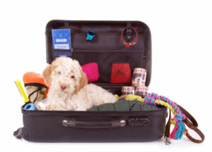 Urlaub mit Hund – Checklisten
