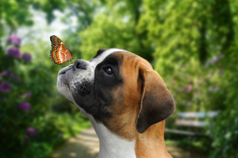 7 Gerüchte der Hundeernährung