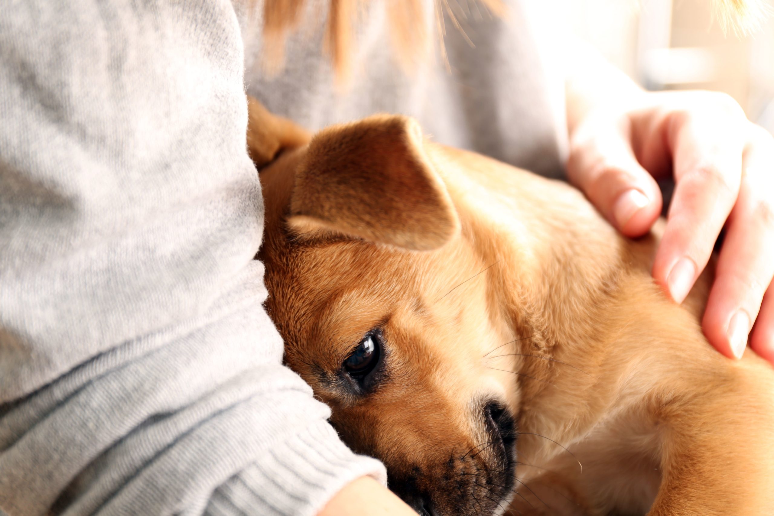 schilddrüsenunterfunktion symptome hund