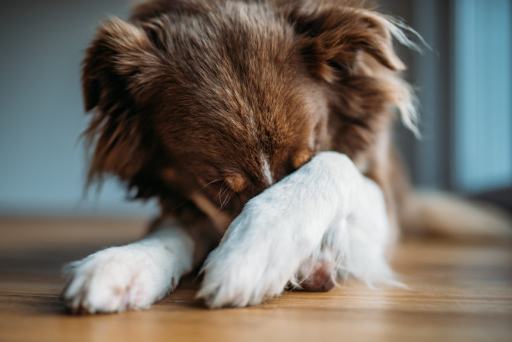 Stress bei Hunden: Wie er ausgelöst, erkannt und behandelt wird