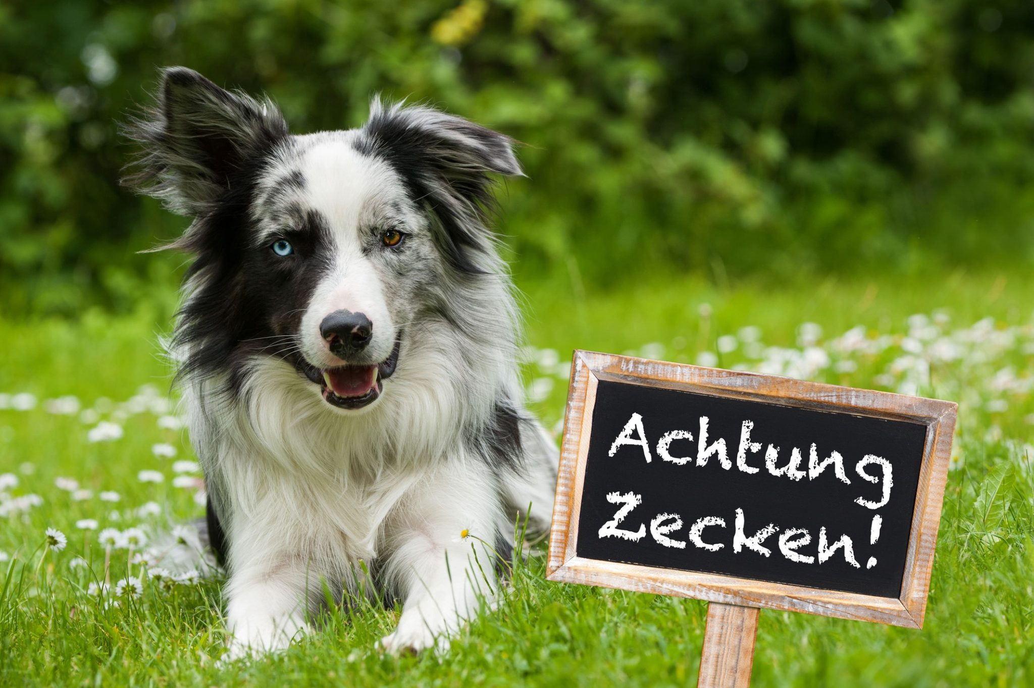Zeckenbiss beim Hund HundefutterVergleich24.de