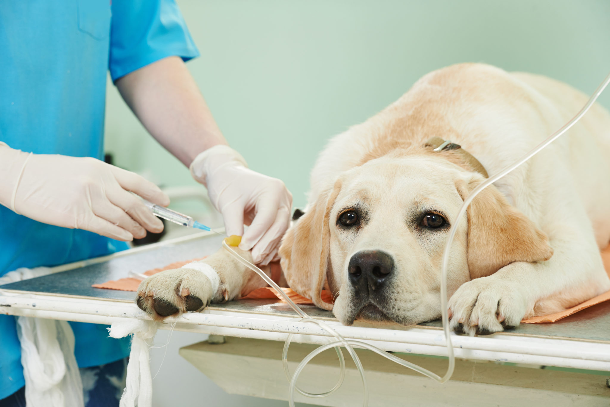 Hundekrankenversicherung. Wie Sinnvoll Ist Das? - Hundefutter ...