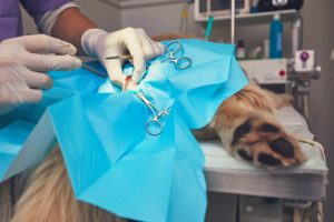 Hundekrankenversicherung bei Unfall
