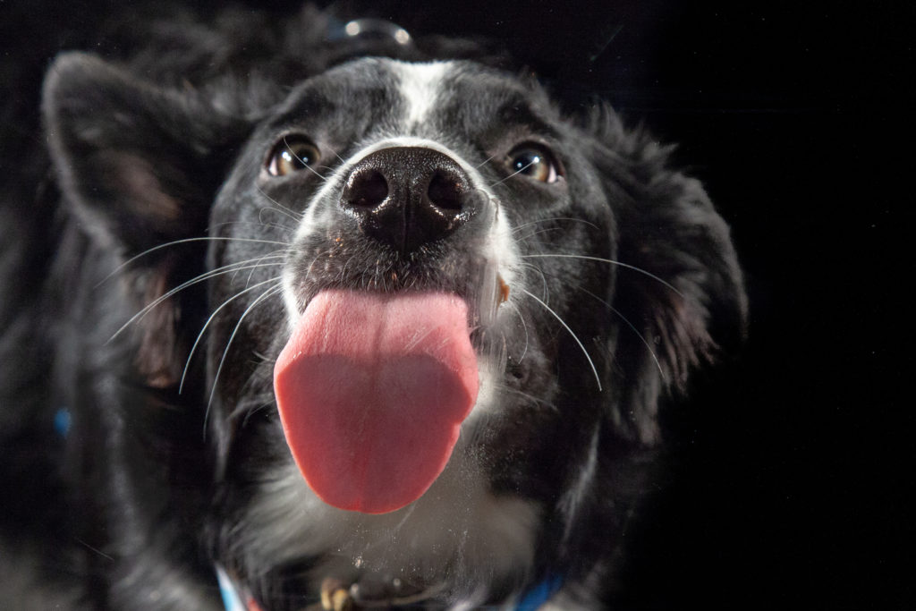 Hundekrankenversicherung. Wie sinnvoll ist das für meinen Hund