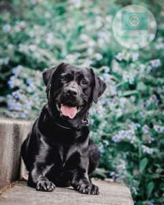 Schwarzer Labrador