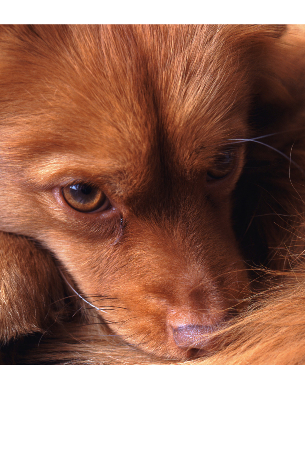 Clostridien beim Hund Symptome, Behandlung, Ernährung Hundefutter