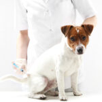 Clostridien beim Hund: Symptome, Behandlung, Ernährung