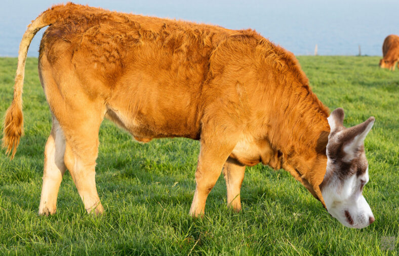 Kuh oder Hund, Grasfressen