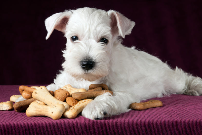 Getreidefreie Hundekekse