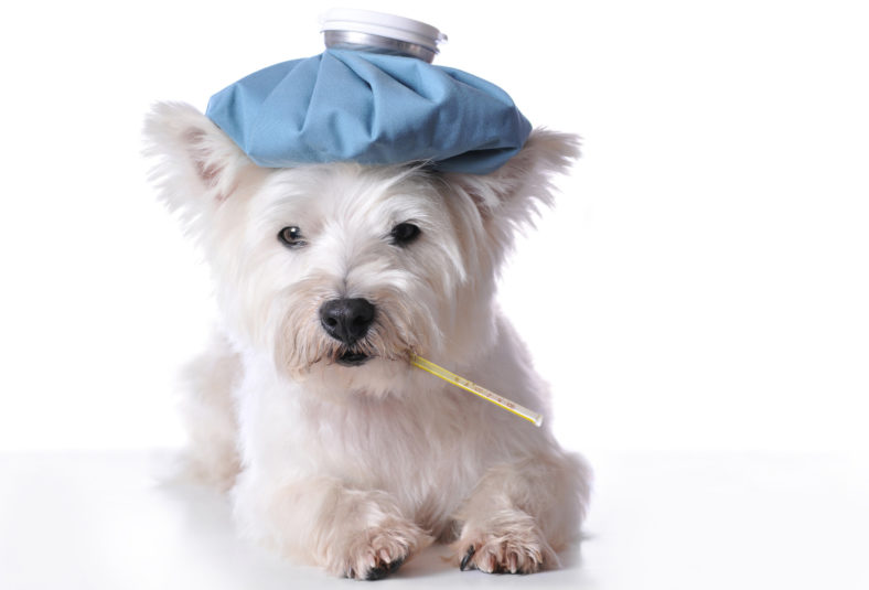 ist mein Hund krank?