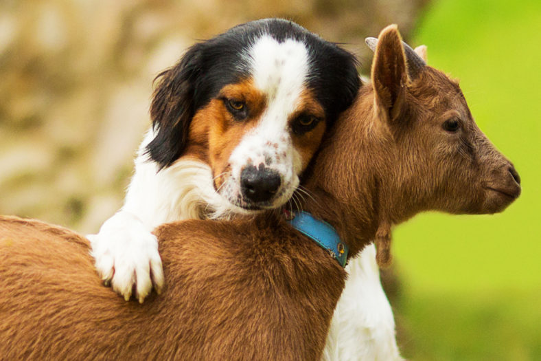 Ziegenkolostrum für Hunde