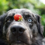 Wie gesund ist Obst und Gemüse für Hunde?