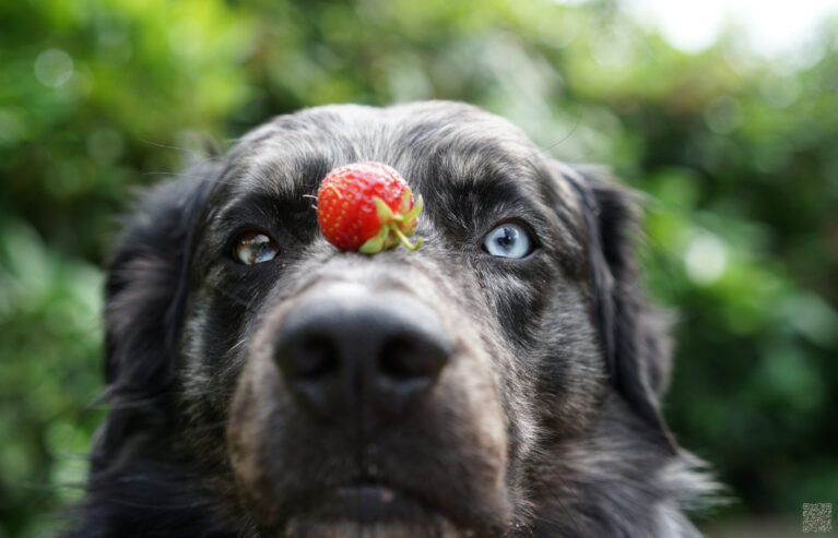 Obst und Gemüse für Hunde