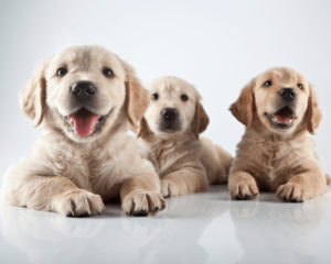 Hundefutter getreidefrei für ein gesundes Hundeleben