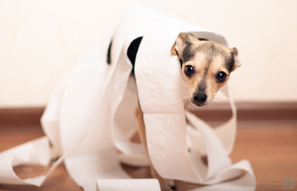 Chronische Darmentzündung  beim Hund