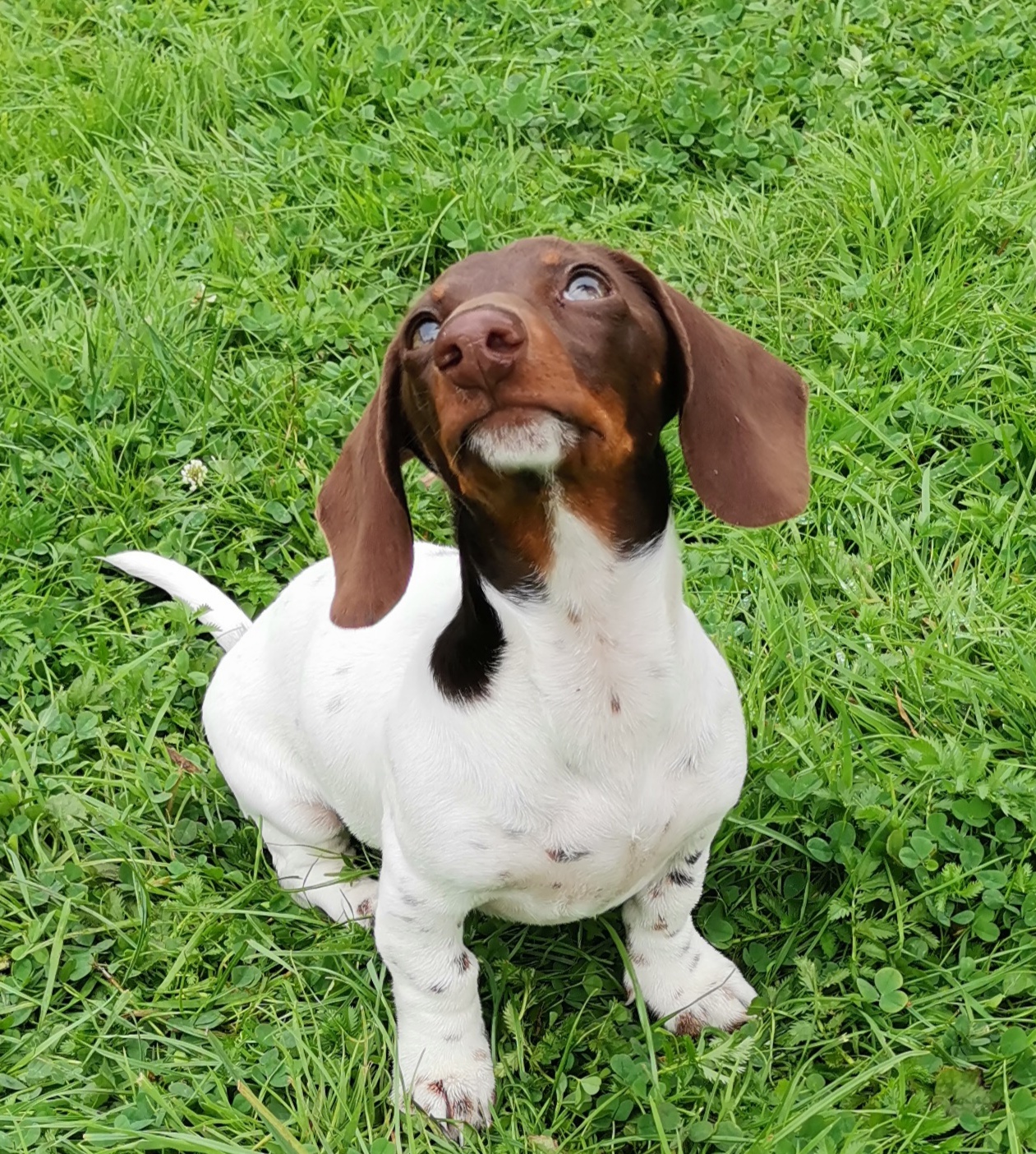Nassfutter für kleine Hunde
