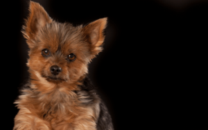 Trockenfutter für kleine Hunde